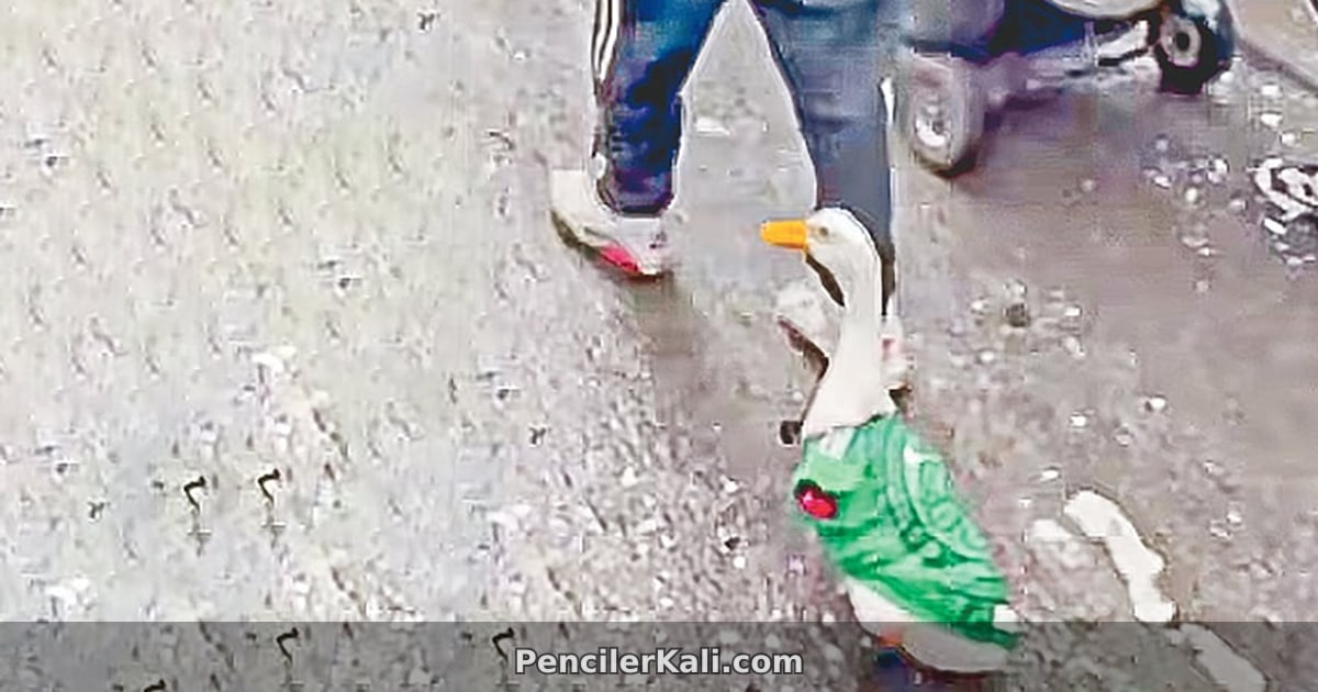 পোশাক পরে রাস্তায় ঘুরছে হাঁস, মুগ্ধ পথচারীরা