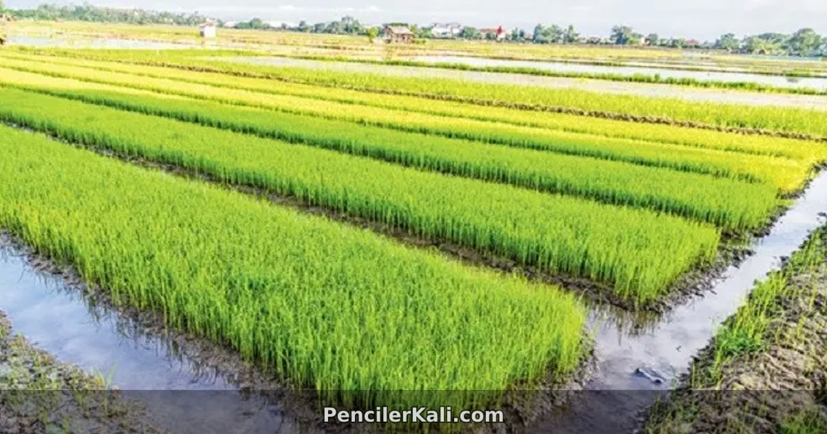 অতিবৃষ্টিতে আমন বীজতলা ও চারা রক্ষায় ব্রির জরুরি পরামর্শ