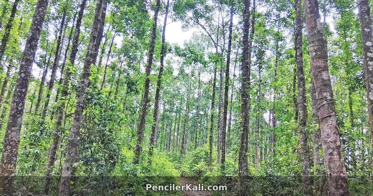 হাতির চলাচলের পথে সড়ক নির্মাণ, বন বিভাগের অনুমতি ছাড়াই কাজ এগিয়ে নিল এলজিইডি