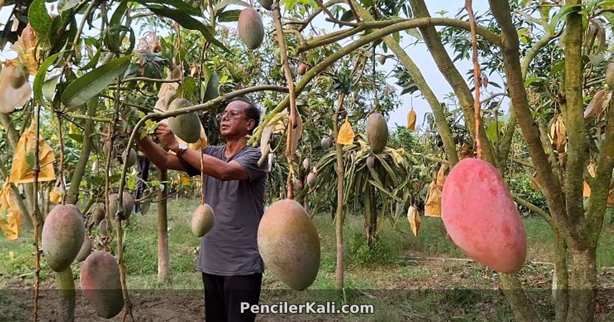 চাঁদপুরে ৭৫ জাতের বিদেশি আম চাষে সফল সাংবাদিক হেলাল উদ্দিন