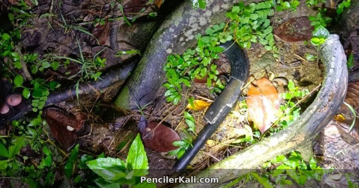 রাঙ্গুনিয়ায় পরিত্যক্ত ওয়ান শুটার গান উদ্ধার