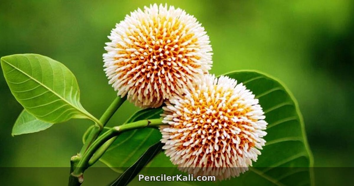 বর্ষার কদম