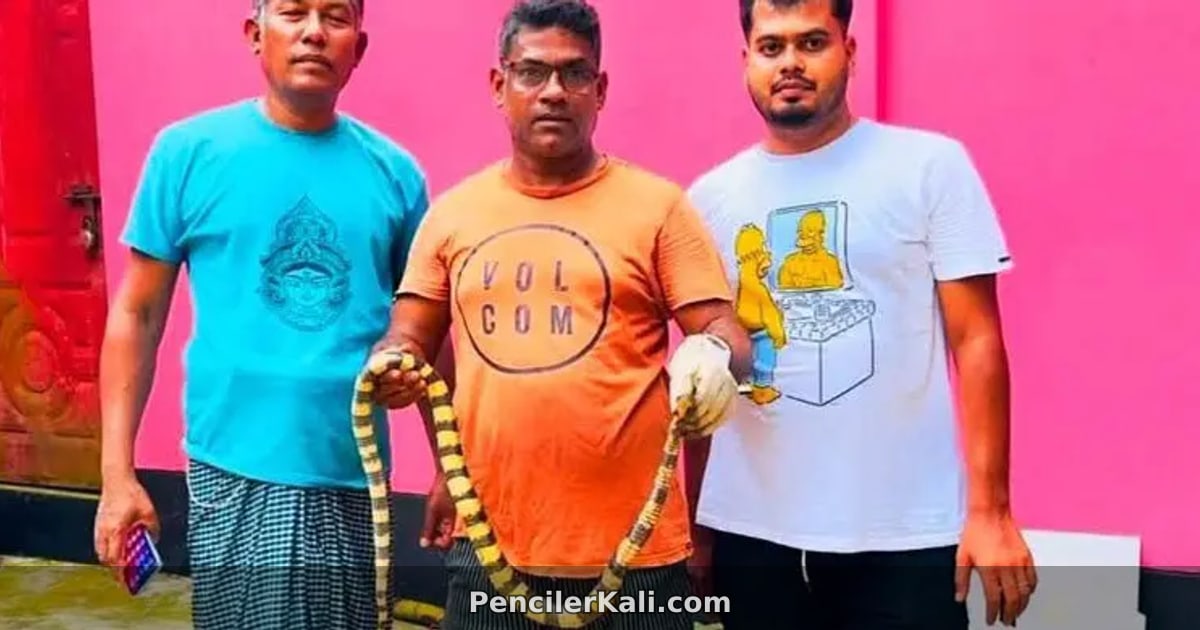 শ্রীমঙ্গলে বাড়ির সীমানা জালে শঙ্খিনী সাপ, উদ্ধার বন্যপ্রাণী সেবা ফাউন্ডেশনের