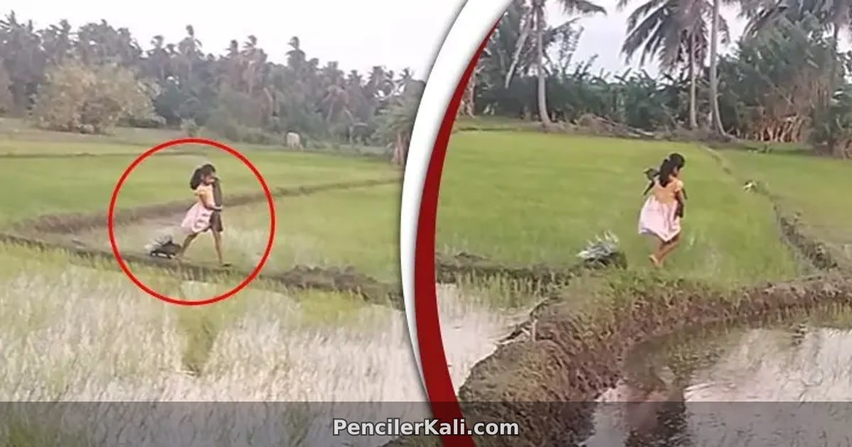 শিশুর কোলে গন্ধগোকুল নাকি বিড়াল? ভাইরাল ভিডিওর রহস্য উন্মোচন